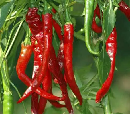 Long Slim Red Cayenne is a good long hot chilli that always performs well and dries nicely.