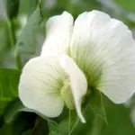 The dark green cylindrical pods are entirely stringless with excellent sweet flavour and can be harvested over a long period.