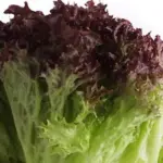 Red Lollo Rossa lettuce is a classic Italian lettuce, with dark copper red fading to bright green, finely crinkled frilly leaves