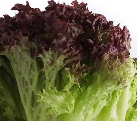 Red Lollo Rossa lettuce is a classic Italian lettuce, with dark copper red fading to bright green, finely crinkled frilly leaves