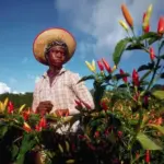 The famous hot sauce that has been produced in southern Louisiana since 1848.