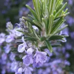 Rosemary can be grown as a hedge, a cascading plant, pruned and shaped as topiary or as a container patio plant.
