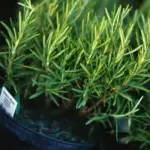 Cut sprigs of rosemary and place with roasted meats, especially lamb, pork, chicken and turkey.
