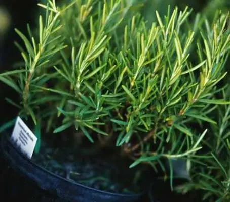 Cut sprigs of rosemary and place with roasted meats, especially lamb, pork, chicken and turkey.
