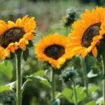 Soraya produces 20 to 25 flowers from each plant during the long bloom season.