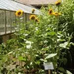 This lovely sunflower is prized for cut flower arrangements.