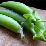 Sugar Snap 'Delikett' is a high quality variety sugar snap pea.