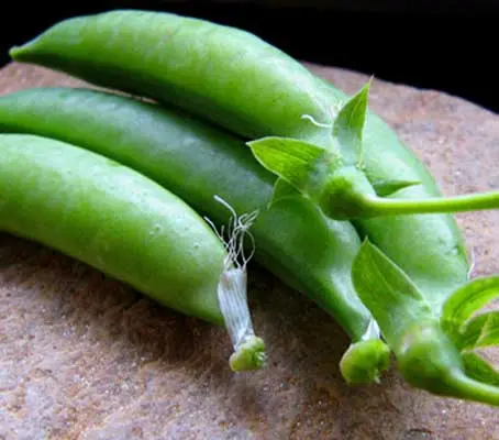 Sugar Snap 'Delikett' is a high quality variety sugar snap pea.