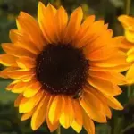 Sonja is a new introduction that can be grown for use as a patio and garden plant or as a cut flower.