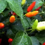 Tabasco fruits grow upright and are 3 to 4cm (1 to 1½in) long. They mature from yellow to orange to red.