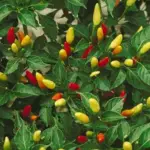 The tabasco plant can grow 120 to 180cm tall (4 to 6ft) tall. Very prolific, they produce up to 100 pods per plant.