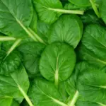 Known as "Tah Tsai" in China, Tatsoi or Rosette Pak Choi is among the most popular of oriental greens.