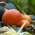 Squash 'Uchiki Kuri' is a far superior squash to pumpkin.