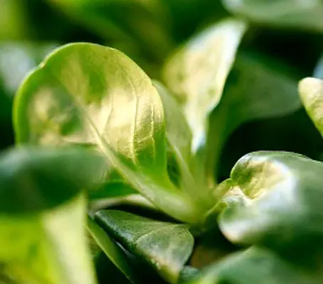 Corn Salad, Lambs Lettuce 'Verte de Cambrai'-0