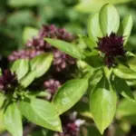 Similar to the cultivar 'Siam Queen', this is a type of sweet basil that has been cultivated to provide a distinctive set of traits preferred in Asian cuisine.