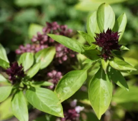 Similar to the cultivar 'Siam Queen', this is a type of sweet basil that has been cultivated to provide a distinctive set of traits preferred in Asian cuisine.