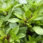 Thai Basil is a cultivar of sweet basil commonly used in the cuisines of Thailand, Vietnam, Cambodia, and Laos.