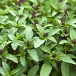Use Thai basil for Thai, Indian, and Italian recipes. Fresh, it can be added to salads, and either the fresh or dried forms can be used to flavour soups, pasta, and vegetable dishes.