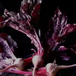 Harvest the leaves for baby leaf, in mixed salads or use steamed like spinach, or the roots can be left to grow like any other beetroot.