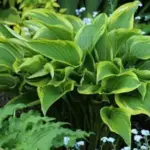 A wide range of plants can be grown from seed and the plants you grow will be new hybrids.