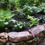 A new raised bed containing a number of smaller Hosta varieties.