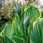 All hostas flower, with colours ranging from deep purple through to white, some spectacularly, a number with fragrant flowers.