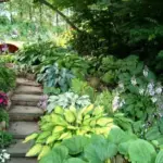 Grown predominantly for their outstanding foliage, from leaves as small as a teaspoon up to those larger than a dinner plate.