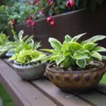 In Japan hostas are grown as pot plants for both indoor and our door use.