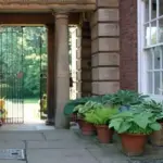 The gateway at St Margarets Hall, Oxford is lined with enormous terracotta pots containing a variety of large Hostas