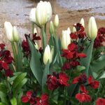 Wallfloweers are a perfect foil for tulips and many other spring bulbs.