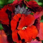 A favourite with gardeners, Erysimum cheiri ‘Scarlet Emperor’ is a classic wallflower.