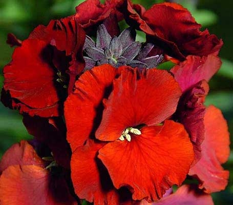 A favourite with gardeners, Erysimum cheiri ‘Scarlet Emperor’ is a classic wallflower.