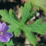 This new-on-the-scene plant soon spreads to form low hummocks of deeply cut soft green, leaves.