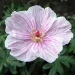 ‘Vision Light Pink’ produces masses of large luminescent flowers from early spring through to late summer.