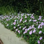 The blooms cover the plant. Use it in rock gardens, stone walls or even in container plantings.