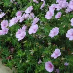 Vision Light Pink is useful as a small scale groundcover and in mixed borders.
