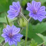 They are invaluable for their pretty flowers, attractive foliage and their ability to cover the ground