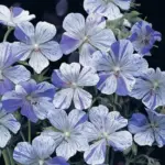 Very easy to grow, Geranium "Splish Splash" is a fascinating, rare and prized border plant.