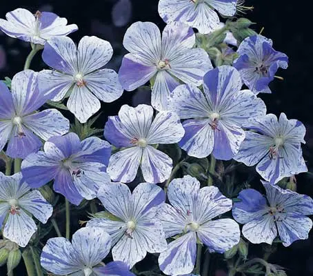 Very easy to grow, Geranium "Splish Splash" is a fascinating, rare and prized border plant.