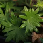 The attractive cut leaves have with fresh green foliage that redden with autumn colours in autumn.