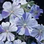 With mauve-blue splashes and flecks on pure white petals, each petal appearing to be individually designed and painted.