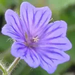 Geranium 'Orchid Blue' produces clusters of saucer shaped flowers of a rarely seen shade of pure orchid-blue