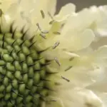 The flowers are an attractive nectar source for both bees, butterflies and other beneficial insects, and are ideal for use as a cut flower.