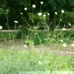 This gentle giant has an informal look that is perfect for looser planting styles and just right for a cottage garden.