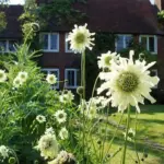 The stout, upright stems are tall but airy and "see-through" arising from a rosette of divided leaves.