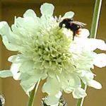 Cephalaria gigantea have very pretty pale butter-yellow scabious shape flowers.