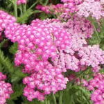with flat-topped clusters of vibrant, magenta-pink flowers with tiny white centers.