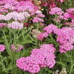 Achillea ‘Cerise Queen’ is a carefree and generously blooming perennial.