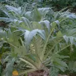 It is difficult, if not impossible, to find them at a greengrocer's.