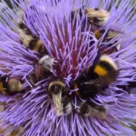 In summer, tall flower stems are topped by fat thistle buds which open into large blue-violet or purple blooms which are highly attractive to bees.